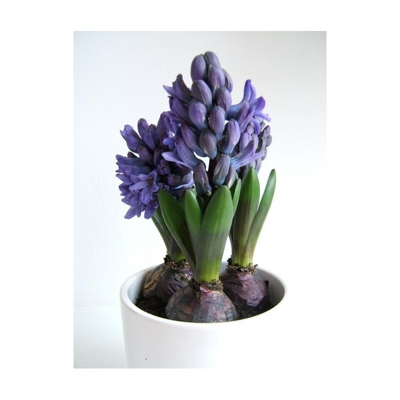 PROMOTION-TRIO DE JACINTHE AVEC CACHE POT CERAMIQUE OU BETON