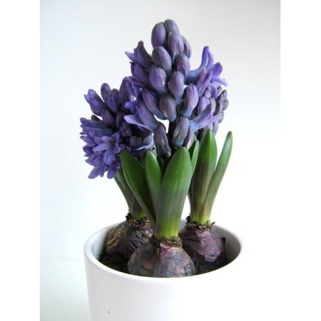 PROMOTION-TRIO DE JACINTHE AVEC CACHE POT CERAMIQUE OU BETON PROMOTION-TRIO DE JACINTHE AVEC CACHE POT CERAMIQUE OU BETON