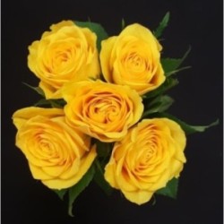 GABRIELLE BOUQUET DE 5 ROSES JAUNES GB 50 CM