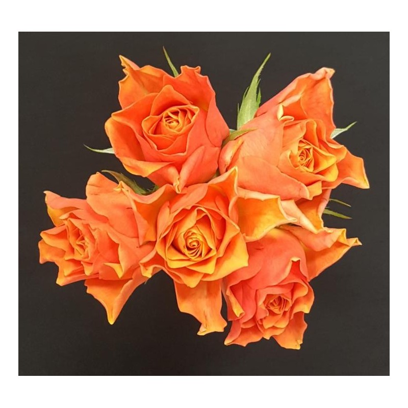 SOFIA BOUQUET DE 5 ROSES ORANGES GB 50 CM