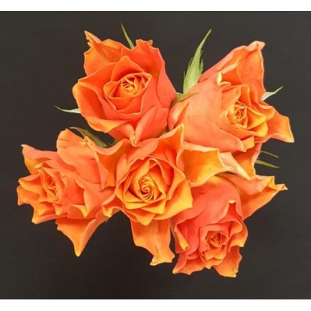 SOFIA BOUQUET DE 5 ROSES ORANGES GB 50 CM