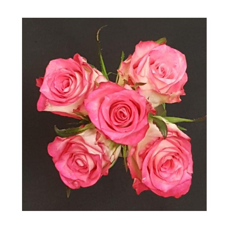 NOA BOUQUET DE 5 ROSES CREMES/ROSES GB 50 CM