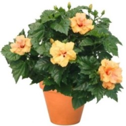 HIBISCUS
