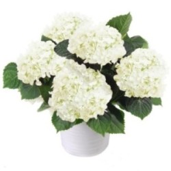 HORTENSIA BLANC