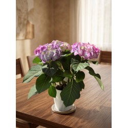 HORTENSIA POT 13 CM SANS...