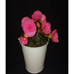 BEGONIA POT DE 9 CM AVEC...