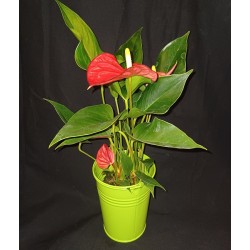 ANTHURIUM POT DE 9 CM AVEC...