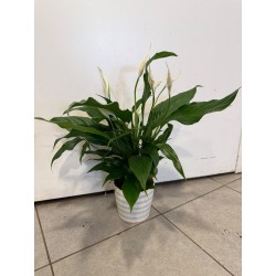 SPATHIPHYLLUM POT DE 12 CM...
