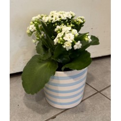 KALANCHOE POT DE 12 CM AVEC...