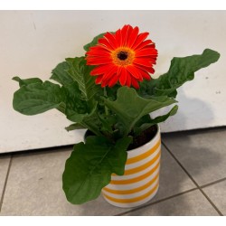 GERMINI POT DE 12 CM AVEC...