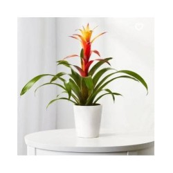 PLANTE BROMELIA COLORIS...