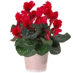 CYCLAMEN ROUGE