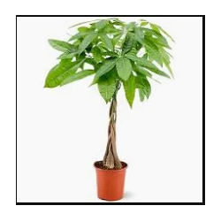 RENTREE DES PLANTES VERTES...