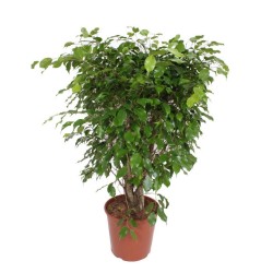 RENTREE DES PLANTES VERTES...