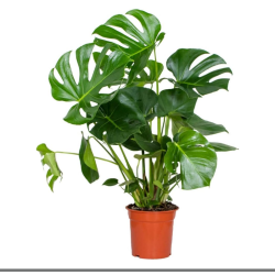 RENTREE DES PLANTES VERTES...