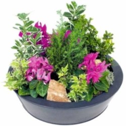 COUPE CYCLAMEN
