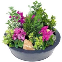 COUPE CYCLAMEN