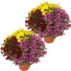 2 CHRYSANTHEMES MULTICOLORES