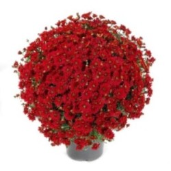 CHRYSANTHEME ROUGE