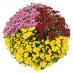 CHRYSANTHEME MULTICOLORE
