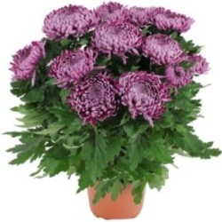 CHRYSANTHEME VIOLET