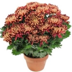 CHRYSANTHEME BORDEAUX