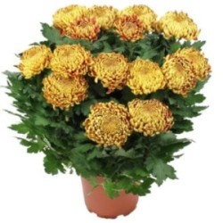 CHRYSANTHEME OR