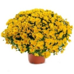 CHRYSANTHEME JAUNE