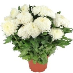 CHRYSANTHEME BLANC