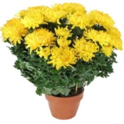 CHRYSANTHEME JAUNE