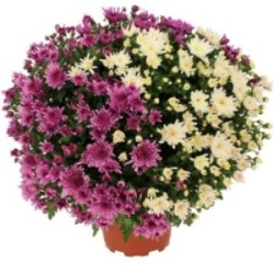 CHRYSANTHEME BICOLORE