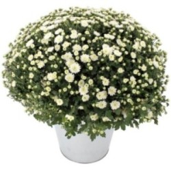CHRYSANTHEME BLANC