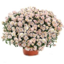 CHRYSANTHEME ROSE