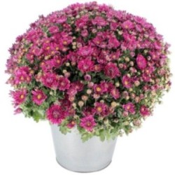 CHRYSANTHEME MAUVE