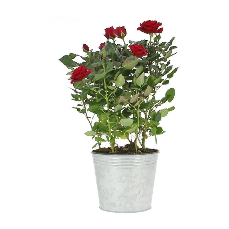MINI ROSIER POT 12 CM AVEC CACHE POT ZINC 13.5 CM