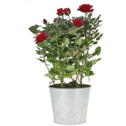 ROSIER POT 10.50 CM + CACHE...