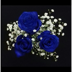 ANOUK FETE DES PERES 4 TIGES