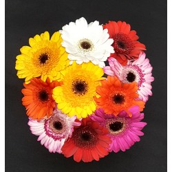 BOUQUET PROMOTION 10 TIGES...