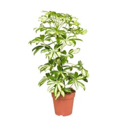 RENTREE DES PLANTES VERTES...