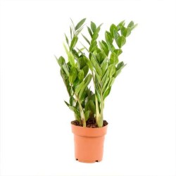 RENTREE DES PLANTES VERTES...