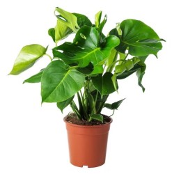 RENTREE DES PLANTES VERTES...