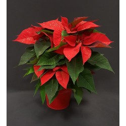 NOEL POINSETTIA PAILLETTE...