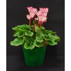 NOEL CYCLAMEN POT DE 10.50...