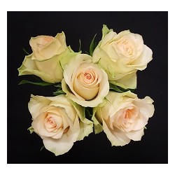 LAURA BOUQUET DE 5 ROSES...