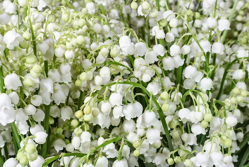 1er mai